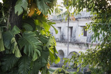 Eski tarihi bir ev görünümü tropik bitkiler ile. Fort San Pedro görünümü ile yeşil bitki. Filipinler en eski tarihi kalede. İspanyol miras askeri bina savunmak. Türkiye gezi