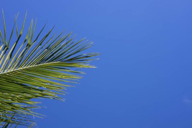Mavi gökyüzü arka plan üzerinde yeşil palmiye ağacı. Tek palmiye yaprak afiş şablon metin için yer ile. Tropikal tatil fotoğraf. Tropik ada doğal görünümü. Yaz tatil hedef yer. Coco palm yaprak