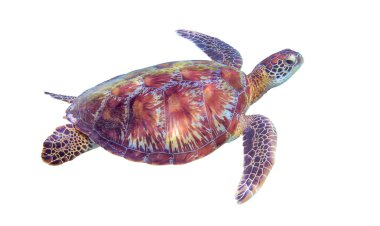 Beyaz arka plan üzerinde deniz kaplumbağası. Deniz kaplumbağa izole. Yeşil Kaplumbağa clipart fotoğraf. Tropik sahil deniz hayvanı. Mercan resif ekosistem sakini. Yeşil deniz kaplumbağası tam vücut üzerinde beyaz izole