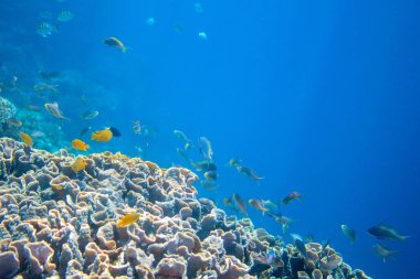 Tropikal balıklarla mercan resif duvarı. Temiz su ve güneş ışığı ile sıcak mavi deniz manzarası. Hayvanlar ve bitki ile deniz yaşamı. Mavi tropikal lagün mercan resifin sualtı fotoğrafı. Şnorkelle Dalış Banner