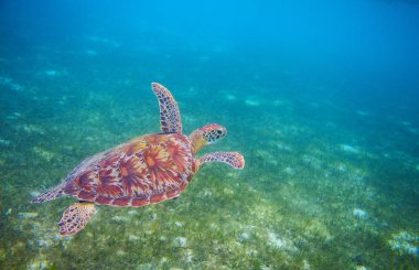Deniz kaplumbağası tropikal lagün içinde. Yeşil deniz kaplumbağası portre. Vahşi yaşam tropikal mercan kayalığı. Vahşi kaplumbağa denizaltı. Tropikal lagün ekosistem. Büyük kaplumbağa mavi su. Suda yaşayan hayvan sualtı fotoğraf