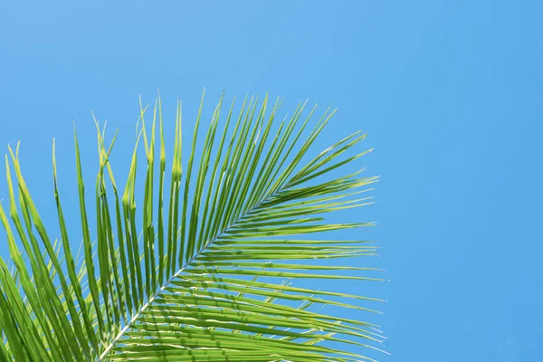 Green palm tree on turquoise blue sky background. Single palm leaf banner template with text space. Tropical holiday photo. Tropical island detail. Summer vacation destination place. Coco palm leaf