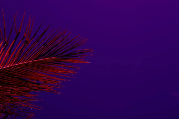 Rosafarbenes Palmblatt Auf Blauem Himmelshintergrund Violettes Foto Palmblattschmuck Tropische Insel — Stockfoto