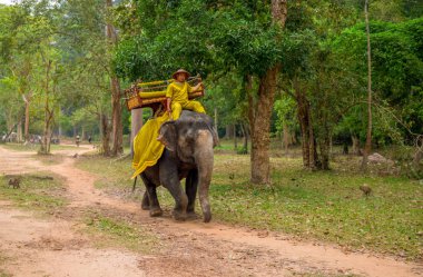 Siem Reap, Kamboçya - 28 Mart 2018: geleneksel Kamboçya giysili adam ormandaki bir fil sürmek. Angkor turistik. Fil Parkı'binmek. Sevimli fil sırtında adamla. Asya sahne