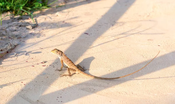 Asian long-tail lizard on hot sunny ground. Tropical lizard in garden. Brown lizard in wild nature. Mimicry skin. Exotic animal in natural environment. Tropical jungle forest inhabitant. Small reptile