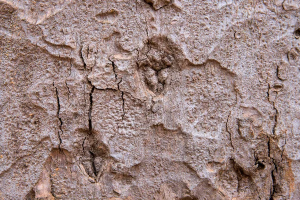 Corteccia Quercia Invecchiato Foto Struttura Primo Piano Corteccia Albero Rustica — Foto Stock