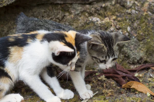 Dvě Koťata Koukni Něj Zem Bez Domova Koťat Hrát Hmyzem — Stock fotografie