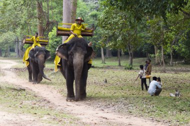 Siem Reap, Kamboçya - 26 Mart 2018: fil binici sabah ile park Angkor Wat Tapınağı. Turist besleme maymun. Fil cazibe binmek. Asya orman macera. Kamboçya geleneksel ulaşım