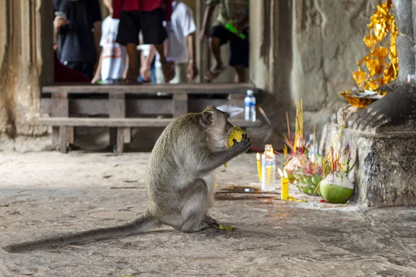 Macacos que comem, templo em tailândia.