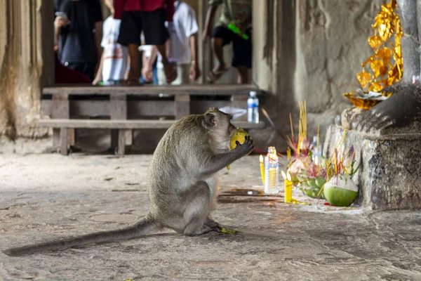 Wild monkey in the shrine of Angkor Wat, Cambodia. Monkey eats tropical fruit from divine offering. Eating monkey closeup photo. Cute fluffy chimpanzee in ancient temple scene. Animals and people