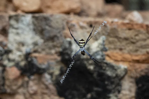 Spider Strisce Rete Invisibile Foto Macro Fauna Tropicale Ragno Pericoloso — Foto Stock