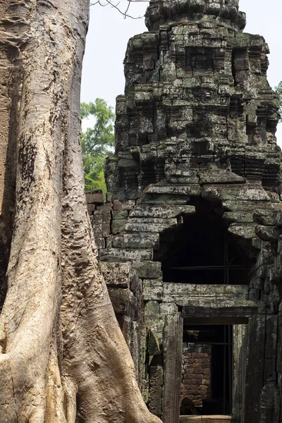 Antiguo Árbol Antiguo Templo Angkor Wat Camboya Antigua Ruina Piedra —  Fotos de Stock