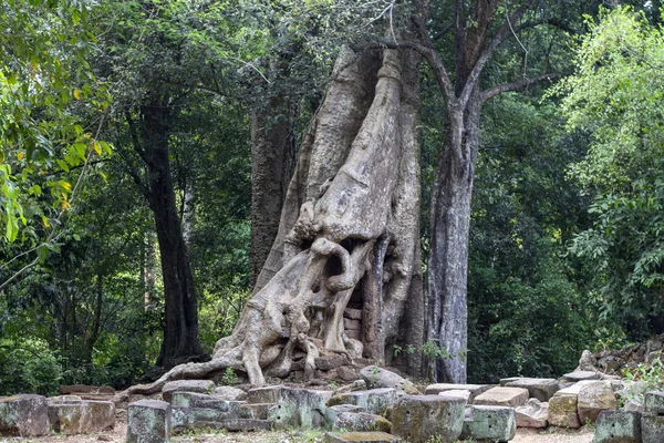 Árbol Tropical Ruina Piedra Del Complejo Angkor Wat Camboya Forma —  Fotos de Stock