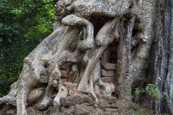 Tropikalne Drzewa Kamienne Ruiny Angkor Wat Złożonych Kambodża Krzywego Kształt — Zdjęcie stockowe