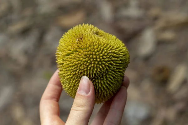 Tropical fruit with spiky surface in woman hand. Unusual tropic fruit in hand. Travel in Cambodia. Jungle forest tree fruit. Natural finding in jungle trekking. Suspicious fruit with yellow peel