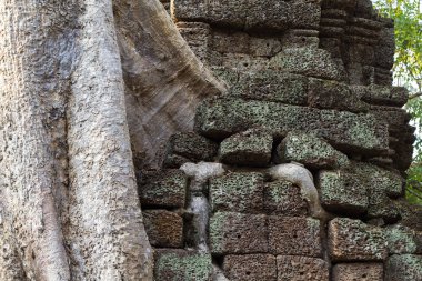 Angkor Wat karmaşık, Kamboçya taş harabe tropikal ağacında. Hava kökleri veya taş duvarın üzerinden yaklaşık. Angkor Wat manzara. Taş duvar harabe ağaç kökleri ile. Orman ağacı antik tapınak yok