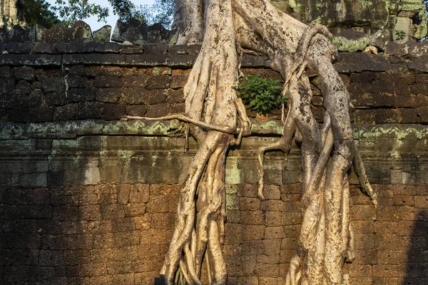 Árbol Tropical Ruina Piedra Del Complejo Angkor Wat Camboya Raíces —  Fotos de Stock