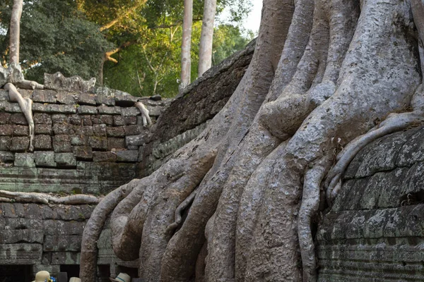 Árbol Tropical Ruina Piedra Del Complejo Angkor Wat Camboya Raíces —  Fotos de Stock