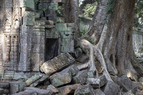 Árbol Tropical Ruina Piedra Del Complejo Angkor Wat Camboya Raíces —  Fotos de Stock