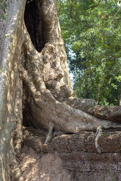 Árbol Tropical Ruina Piedra Del Complejo Angkor Wat Camboya Raíces —  Fotos de Stock