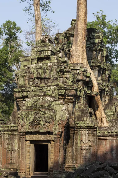 Antigua Ruina Piedra Templo Angkor Wat Árbol Tropical Que Crece —  Fotos de Stock