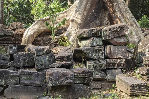 Árbol Tropical Ruina Piedra Del Complejo Angkor Wat Camboya Raíces —  Fotos de Stock