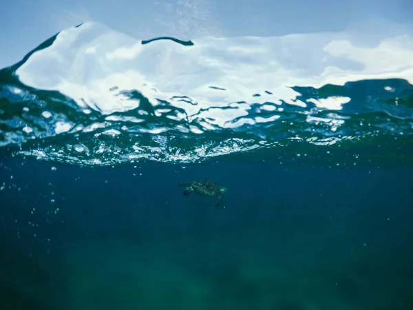 Sea turtle in blue seawater. Double split photo with marine animal. Double seascape with sea and sky. Seascape split photo. Double seaview with marine turtle. Above and below waterline. Sea tortoise