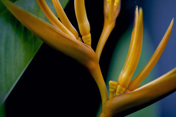 Tropical flower closeup photo with blurry background. Exotic plant with yellow flower. Summer garden detail. Blooming floral macrophoto. Beautiful blossom closeup. Seasonal card with flower