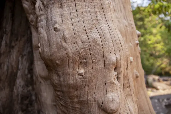 Textura Madera Envejecida Del Árbol Seco Parque Foto Primer Plano —  Fotos de Stock