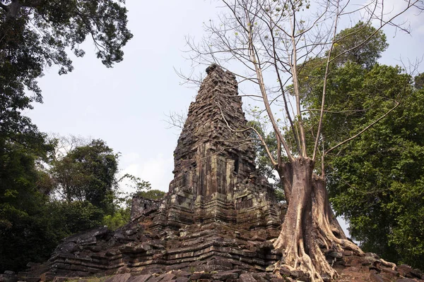 柬埔寨吴哥窟建筑群柏帕利寺的古代遗址 树生长于古建筑 石庙的废墟 在绿色的丛林里废弃的寺庙 亚洲的旅游和观光景点 — 图库照片