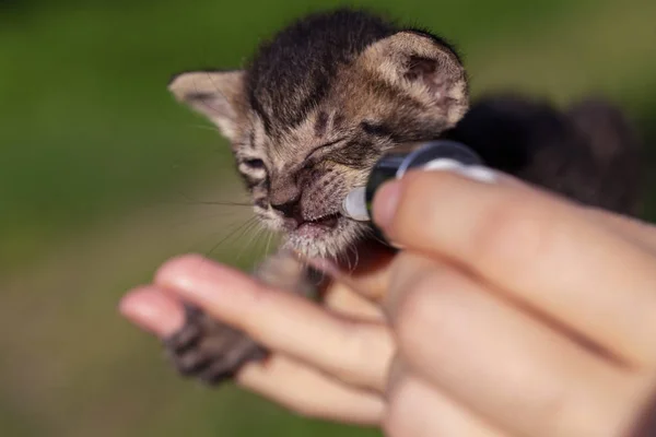 Cute Newborn Kitten Dropper Milk Woman Hands Feeding Kitty Mother — Stock Photo, Image