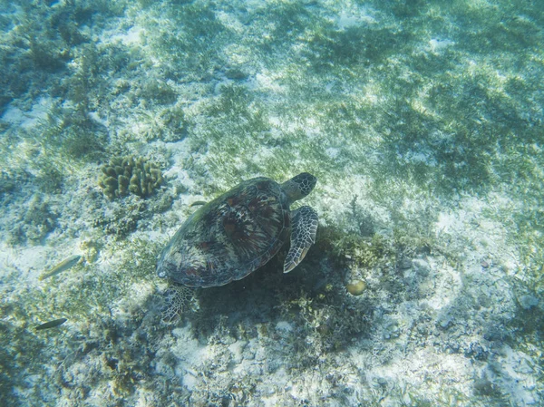 Sea turtle underwater photo. Green sea turtle swimming. Wildlife of tropical coral reef. Sea tortoise in open water. Beautiful wild animal. Marine turtle in blue water. Snorkeling in tropic seashore