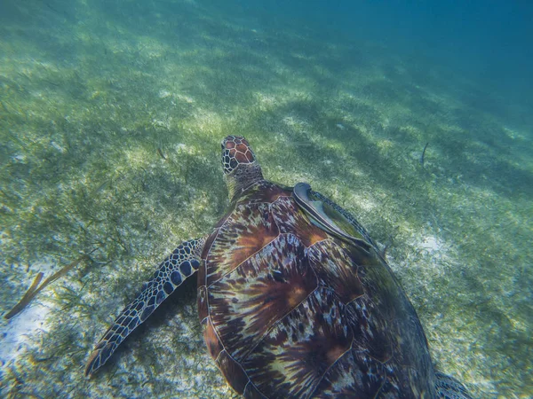 Sea turtle and remora sucker fish photo. Marine green sea turtle closeup. Wildlife of tropical coral reef. Sea tortoise underwater. Tropical sea fauna. Animal symbiosis. Diving in tropic seashore