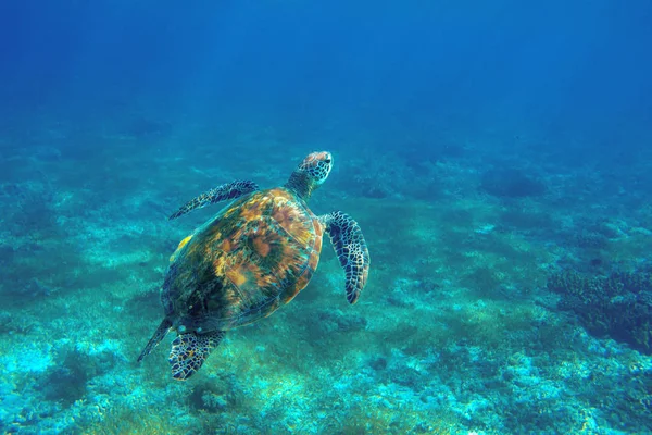 Deniz Kaplumbağası Sualtı Fotoğraf Nesli Tükenmekte Olan Deniz Kaplumbağası Portre — Stok fotoğraf
