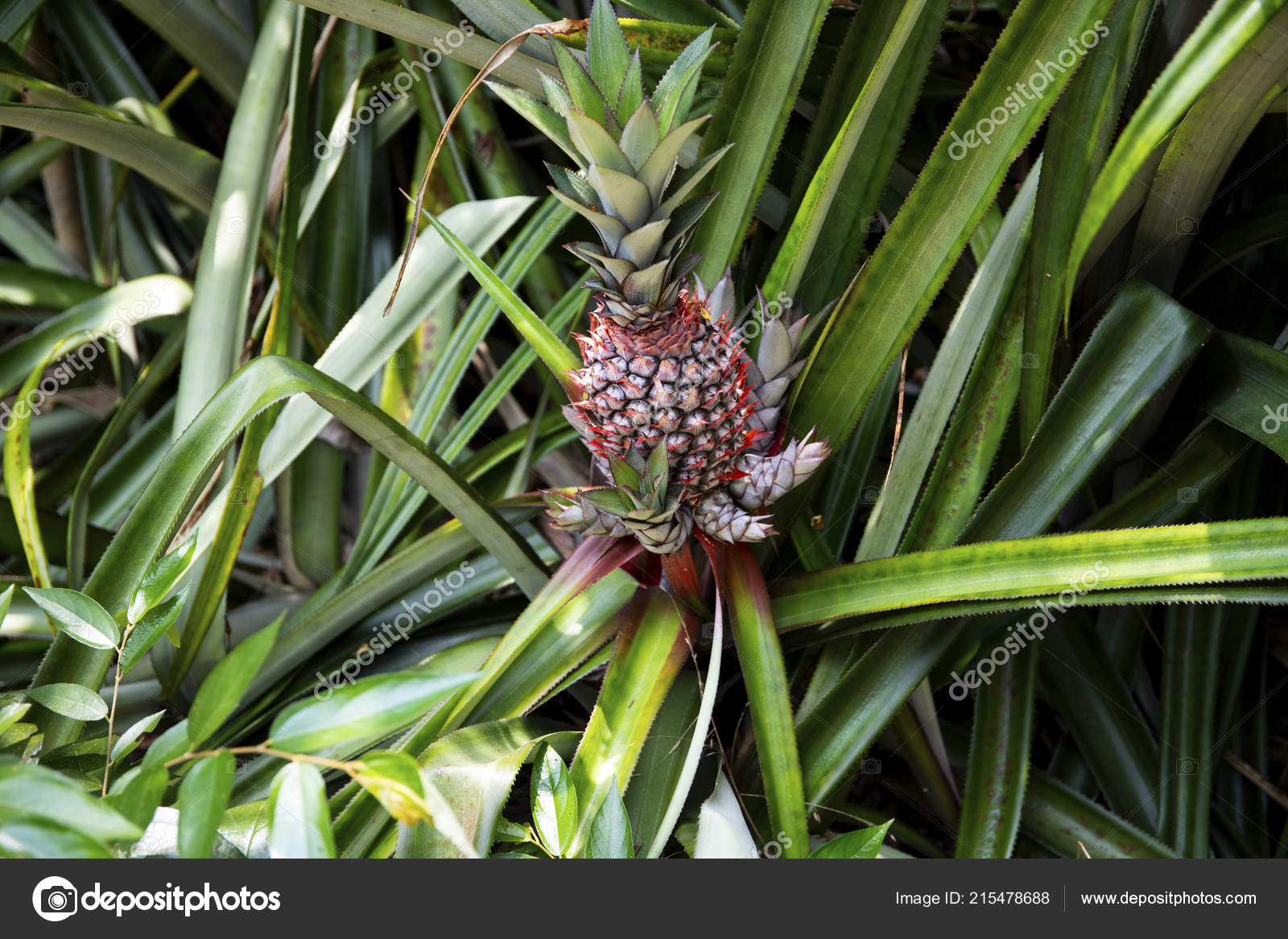 Flor de piña fotos de stock, imágenes de Flor de piña sin royalties | Depositphotos Flor de piña fotos de stock, imágenes de Flor de piña sin royalties | Depositphotos