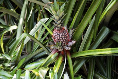 Ananas bitkisi botanik fotoğraf. Çalılıkta ananas meyvesi. Tropikal bahçe hasadı. Ananas çiçeği yetiştiren. Vahşi orman ormanı botanik. Yeşil çimenlerin üzerinde egzotik meyveler. Asya'da tropikal meyve ekimi