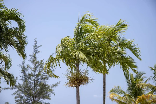 Green palm leaf on blue sky background. Optimistic tropical landscape photo. Exotic place for vacation. Summer holiday escape destination. Sunny tropical paradise coco palm tree banner template