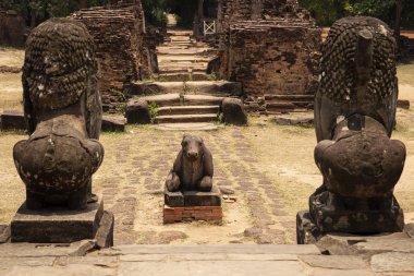 Angkor Wat kompleksi, Kamboçya antik tapınak taş anıt. Nandi boğa ve aslan heykeli. Hindu tapınak heykeli. Antik taş oyulmuş hayvan figürü. Hinduist mimari. Kamboçya gezi