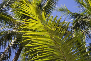 Canlı yeşil palmiye yaprağı closeup fotoğraf. Güzel tropikal manzara fotoğraf. Tatil için egzotik bir yer. Yaz tatili kaçış noktası. Güneşli tropikal cennet coco palmiye ağacı afiş şablonu