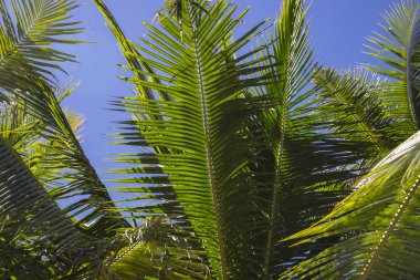 Mavi gökyüzü arka plan üzerinde yeşil palmiye yaprağı. Güneşli tropikal bahçe manzara fotoğraf. Tatil için egzotik bir yer. Yaz tatili kaçış noktası. Tropikal cennet güneş coco palmiye ağacı afiş şablonu