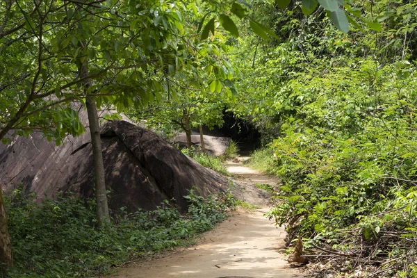 Walking path in green jungle forest. Summer forest hiking. Blooming greenery of tropical jungle. Green forest and treking path. Summer travel landscape. Ecosystem of jungle forest. Green bush in park