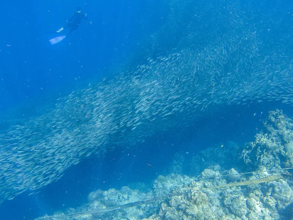 Sardine shoal and diver in open sea water. Massive fish school underwater photo. Pelagic fish school swimming in seawater. Saltwater mackerel shoal. Oceanic wildlife. Sea sardines in ocean