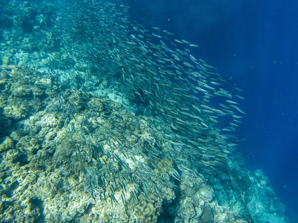 Sardine Shoal Koraalrif Open Zee Water Massale Vis School Onderwater — Stockfoto