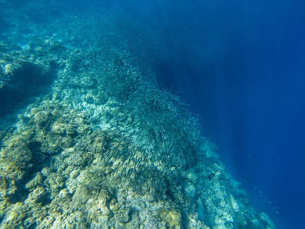 Sardine Shoal Koraalrif Muur Open Zeewater Enorme Vis School Onderwater — Stockfoto