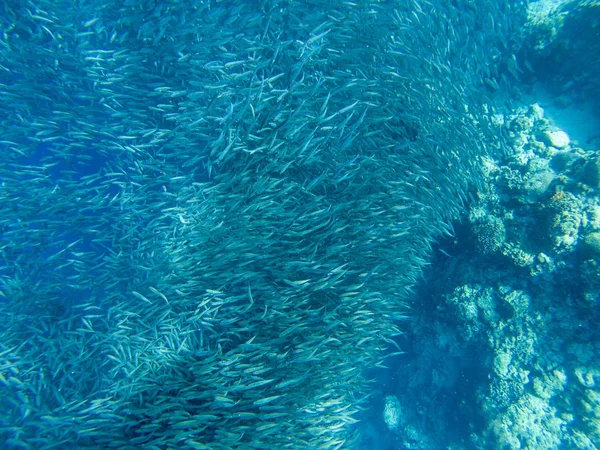 Small Sardine Carousel Coral Reef Shore Massive Fish School Underwater — Stock Photo, Image