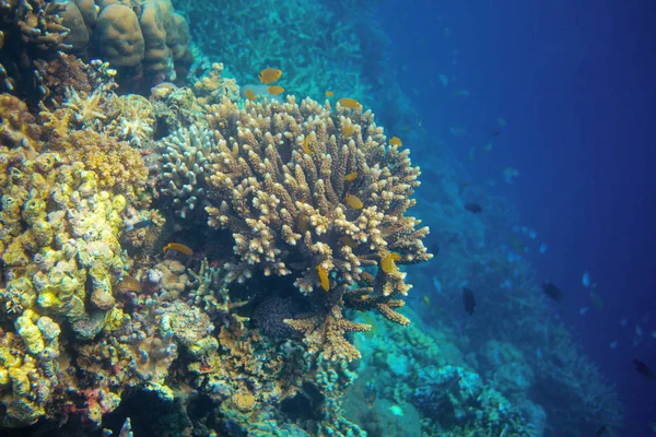 Підводний Пейзаж Кораловою Рибою Жовта Тропічна Риба Стінці Коралових Рифів — стокове фото