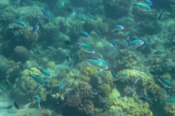 Paesaggio Subacqueo Con Pesci Corallo Pesce Tropicale Blu Nella Barriera — Foto Stock