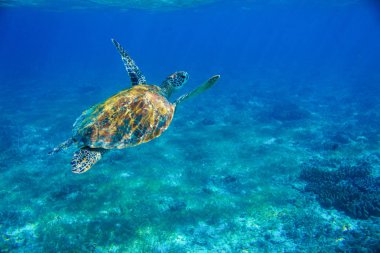 Sığ sularda deniz kaplumbağası sualtı fotoğrafı. Deniz yeşili deniz kaplumbağası. Tropikal mercan resifinin vahşi yaşamı. Deniz kaplumbağası nefes eve kadar daldı. Tropikal su hayvanı. Deniz kaplumbağası. Tropik deniz kıyısında dalış