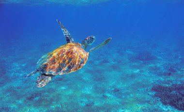 Sea turtle with orange shell underwater photo. Marine green sea turtle. Wildlife of tropical coral reef. Sea tortoise dives up to breath. Tropical water animal. Marine turtle. Dive in tropic seashore clipart