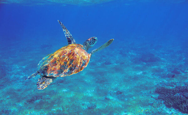 Sea turtle with orange shell underwater photo. Marine green sea turtle. Wildlife of tropical coral reef. Sea tortoise dives up to breath. Tropical water animal. Marine turtle. Dive in tropic seashore